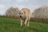 IRISH WOLFHOUND 362